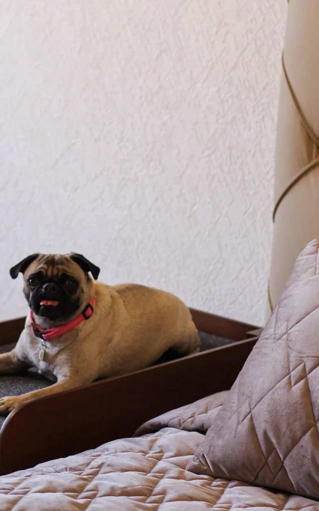 hébergements avec chien