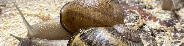 La ferme aux escargots (Albon)