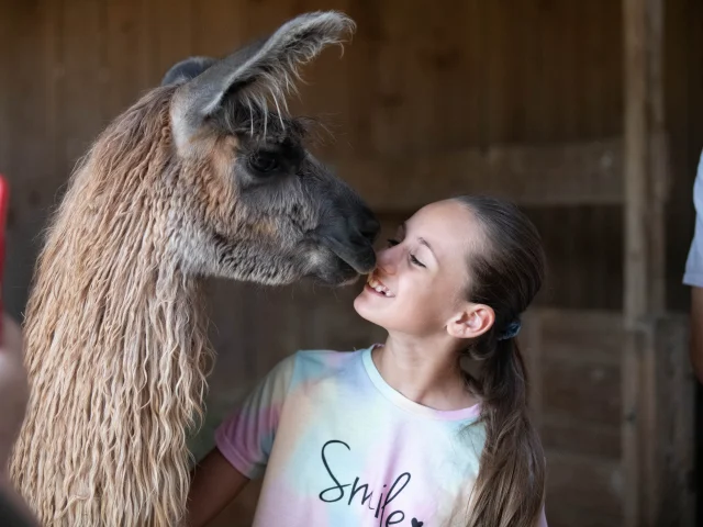 Lamas des plaines à Châteauneuf de Galaure (Drôme)