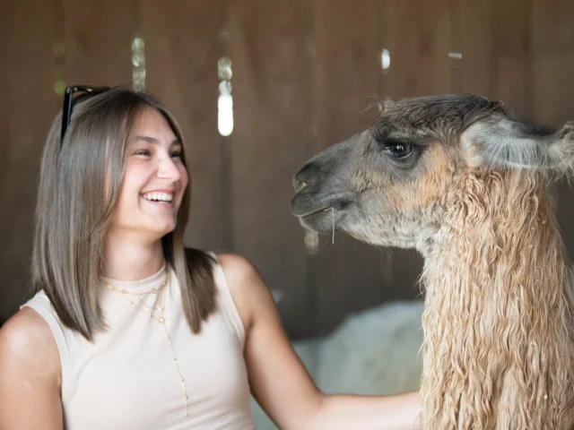 Lamas des plaines à Châteauneuf de Galaure (Drôme)