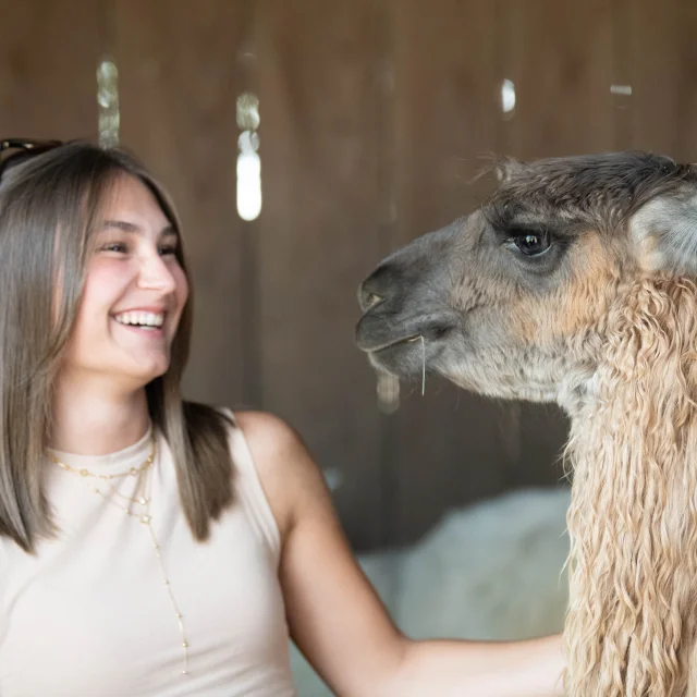 Lamas des plaines à Châteauneuf de Galaure (Drôme)