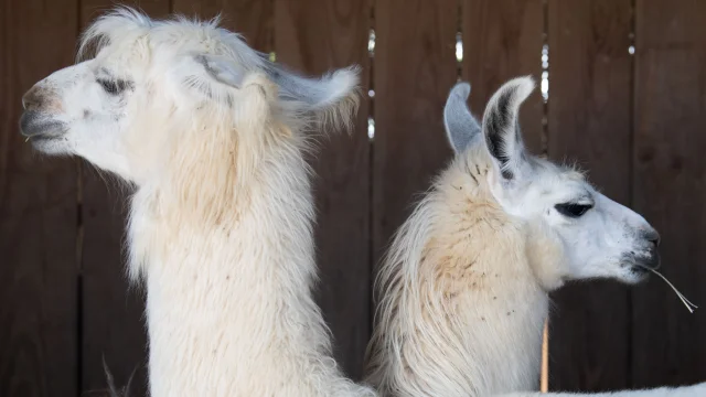 Lamas des plaines à Châteauneuf de Galaure (Drôme)