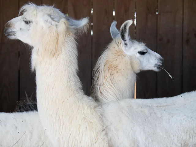 Lamas des plaines à Châteauneuf de Galaure (Drôme)