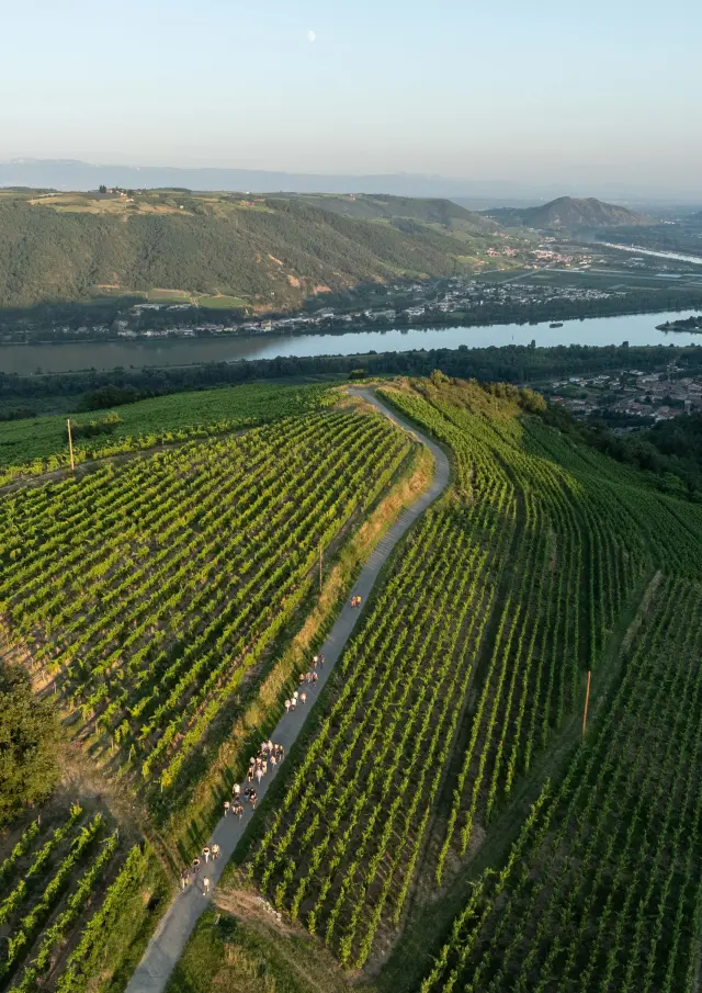 Vignoble de saint-joseph (Ardèche)