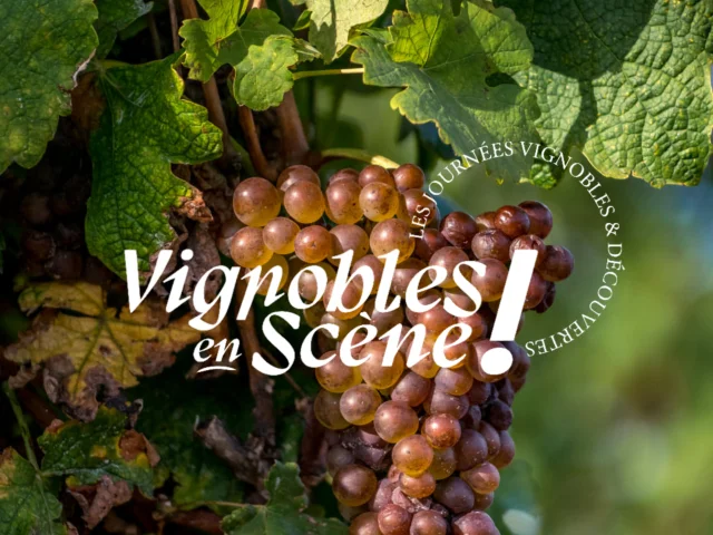 Apidae Vignobles En Scene1