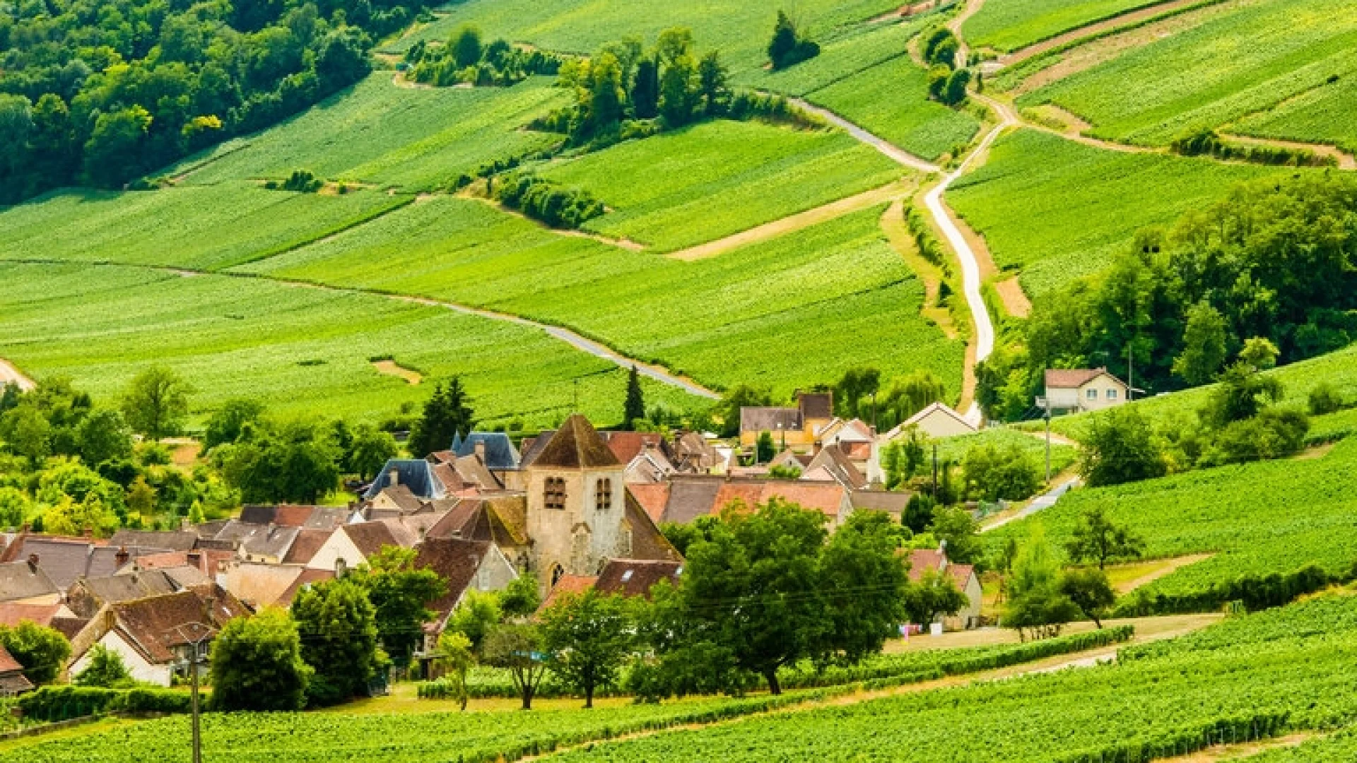 vignoble-vignes-champagne-ceinture-bonneil-panorama
