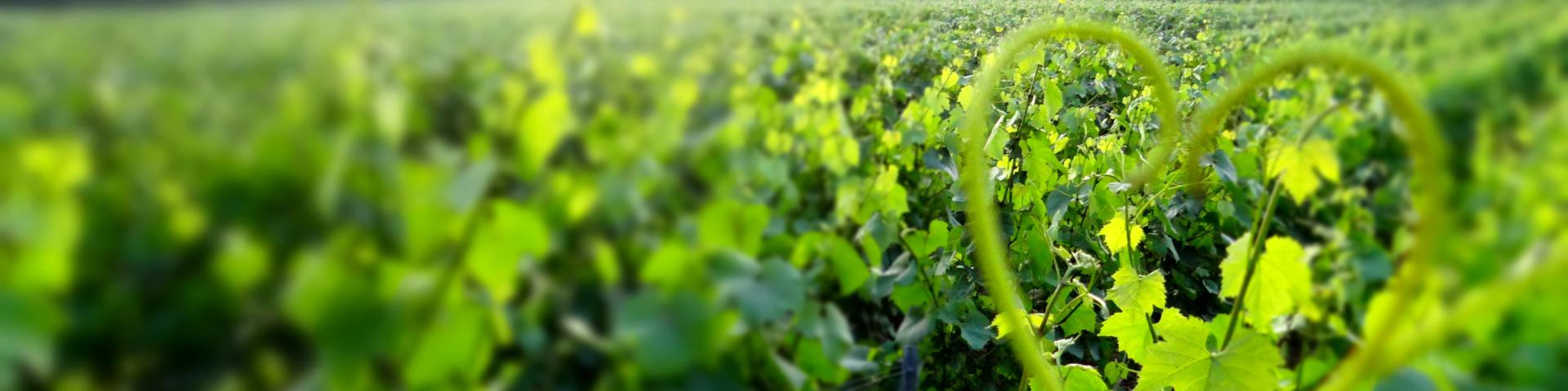 champagne-vignoble-vallee-de-la-marne-vendanges-raisins-les-portes-de-la-champagne