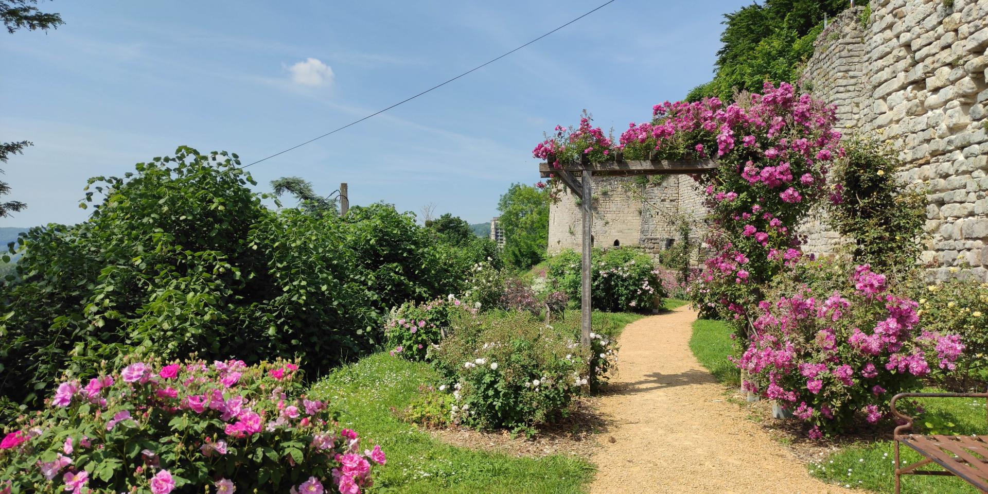 Roseraie Thibaud 4 at the Château Médiéval de Château-Thierry
