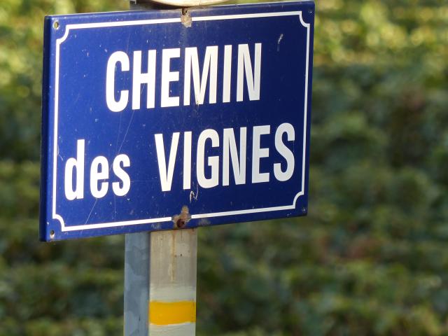 chemin-des-vignes-bonneil-charly-sur-marne-portes-champagne-vignoble-vignes