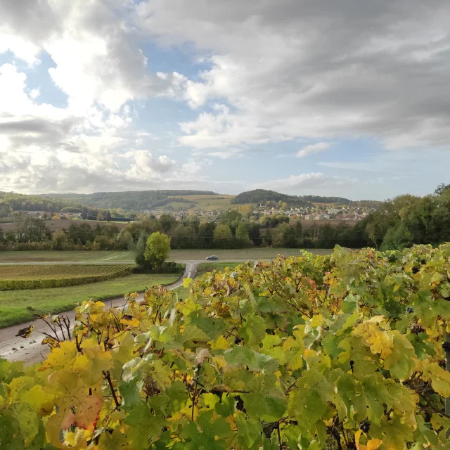 champagne-vignoble-brasles-portes-champagne-vallee-marne-hauts-france