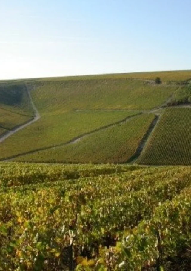 vignoble-portes-champagne-hauts-france