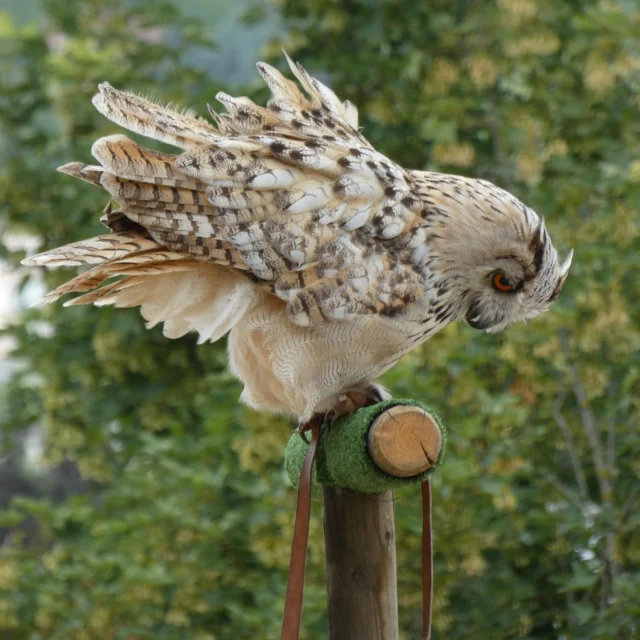 Spectacle en plein air à l'oisellerie du château médiéval de Château-Thierry