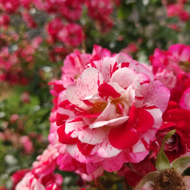 La rose de la roseraie au Château Médiéval de Château-Thierry