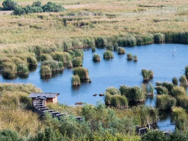Etang de Tanchiccia