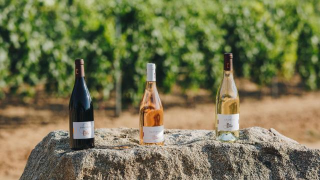 Domaine Perolongo Juillet21 41