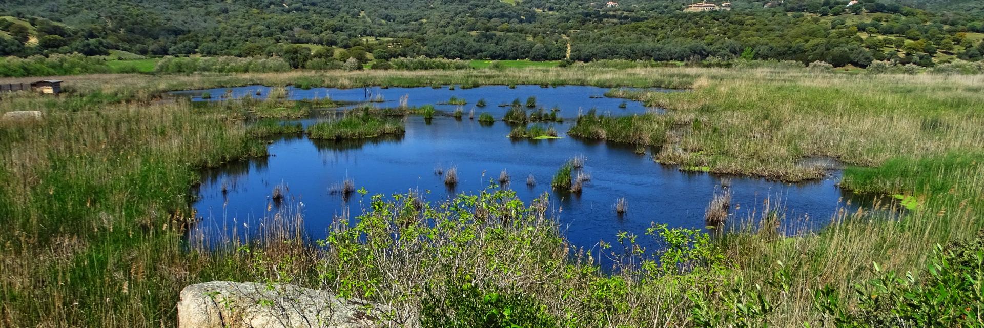 Etang de Tanchiccia
