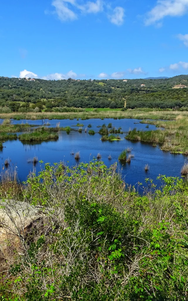 Etang de Tanchiccia