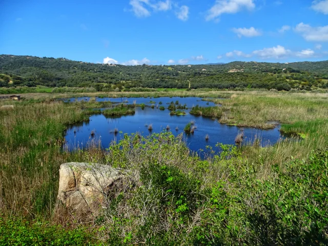 Etang de Tanchiccia