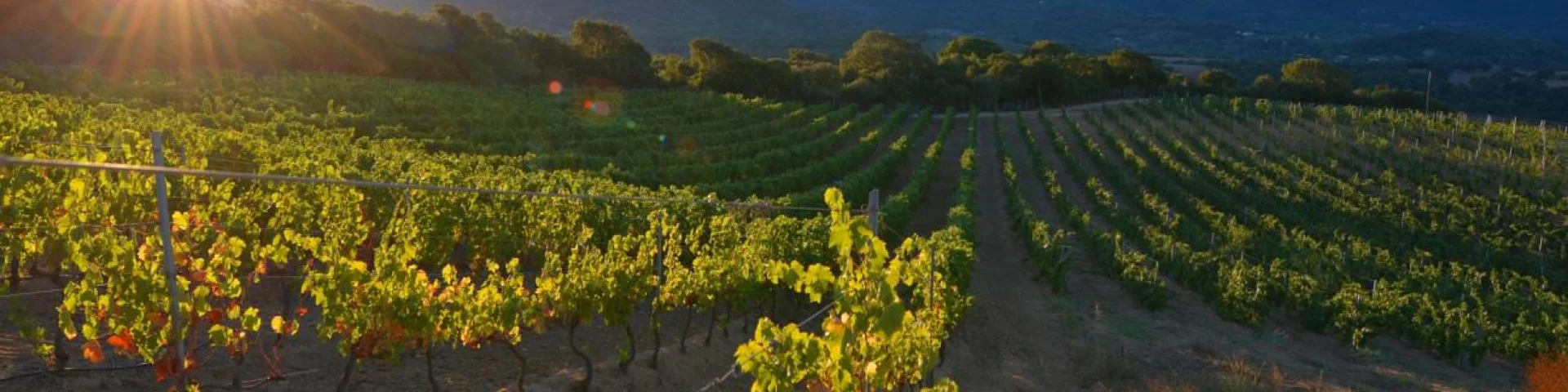 Domaine Pratavone Vins 10920170306143443 1300xautox70