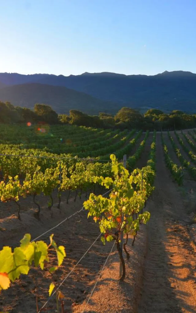 Domaine Pratavone Wines 10920170306143443 1300xautox70