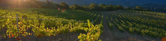 Domaine Pratavone Vins 10920170306143443 1300xautox70