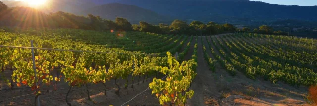 Vinos Domaine Pratavone 10920170306143443 1300xautox70