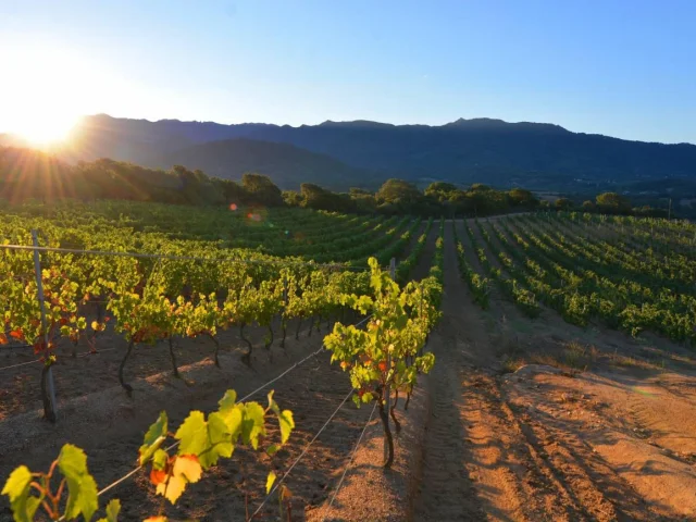 Domaine Pratavone Vini 10920170306143443 1300xautox70