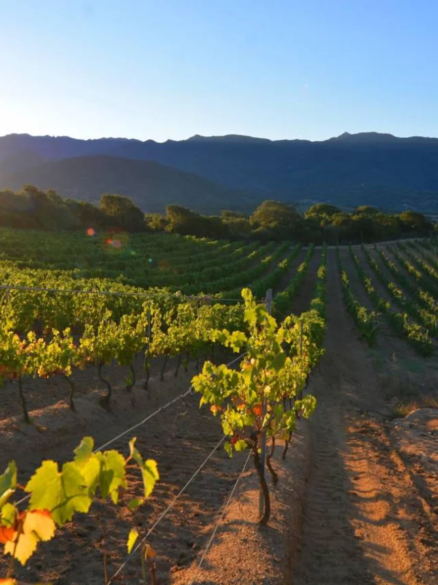 Domaine Pratavone Vins 10920170306143443 1300xautox70