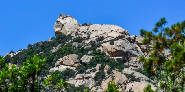Lion Roccapina