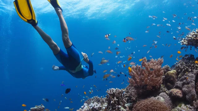 Plongée dans le golfe du Valinco