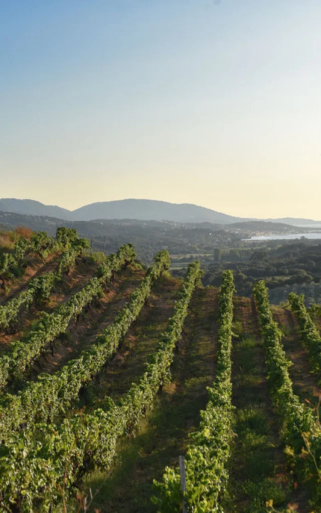 Domaine Sant'Armettu