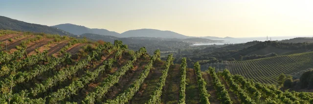 Domaine Sant'Armettu