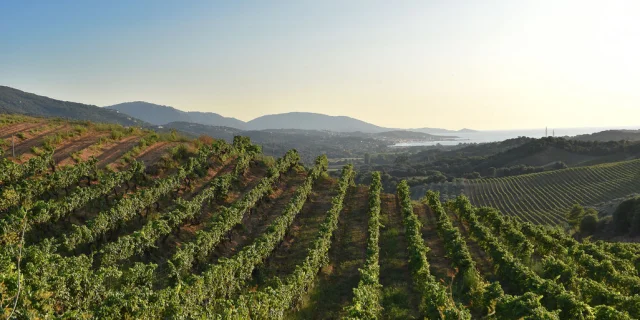 Domaine Sant'Armettu