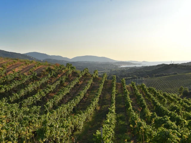 Domaine Sant'Armettu