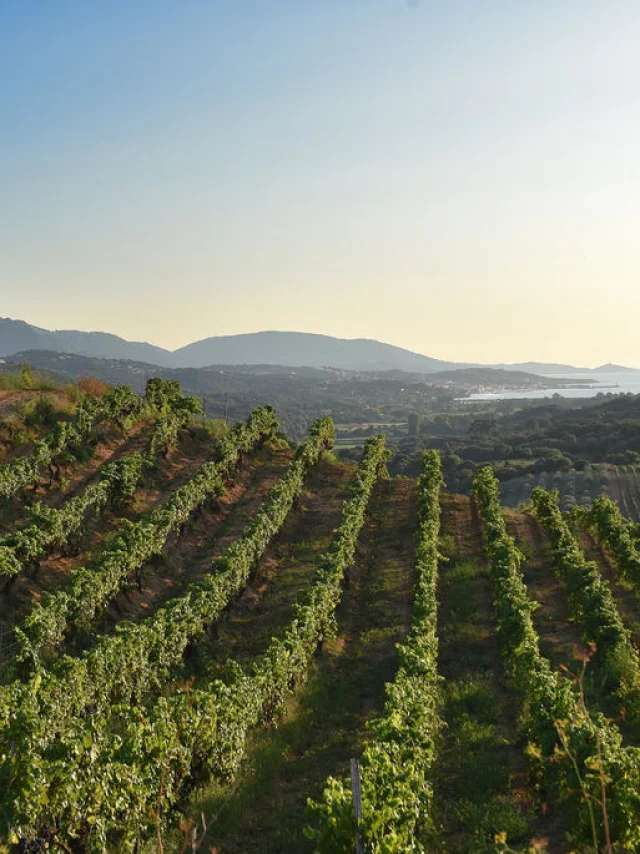 Domaine Sant'Armettu