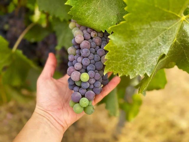 Grape Castellu Di Baricci