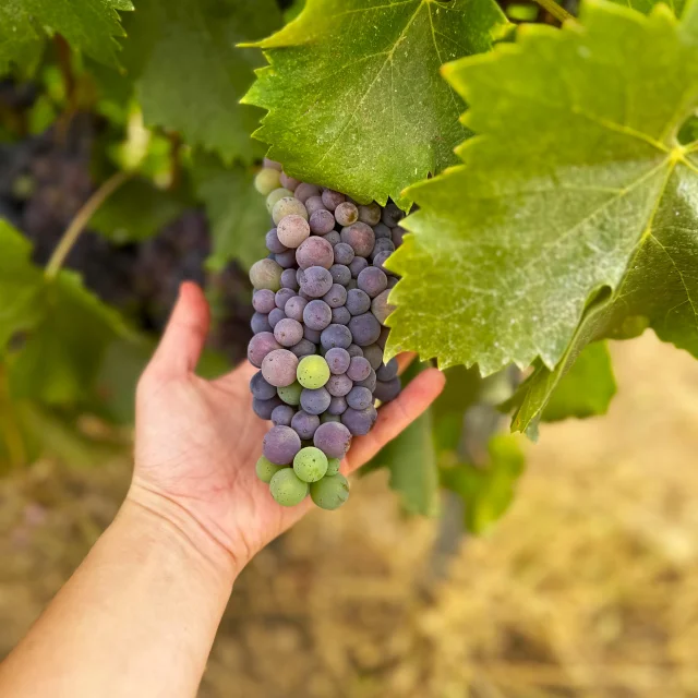 Grape Castellu Di Baricci