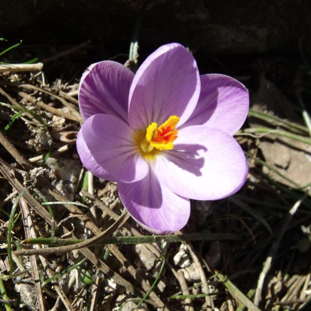 Fleurs au printemps crocus