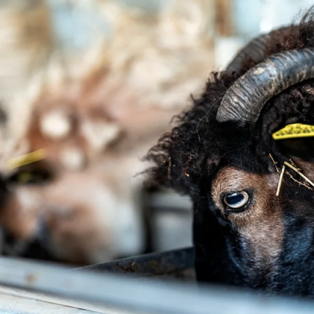 07 Pastoralism