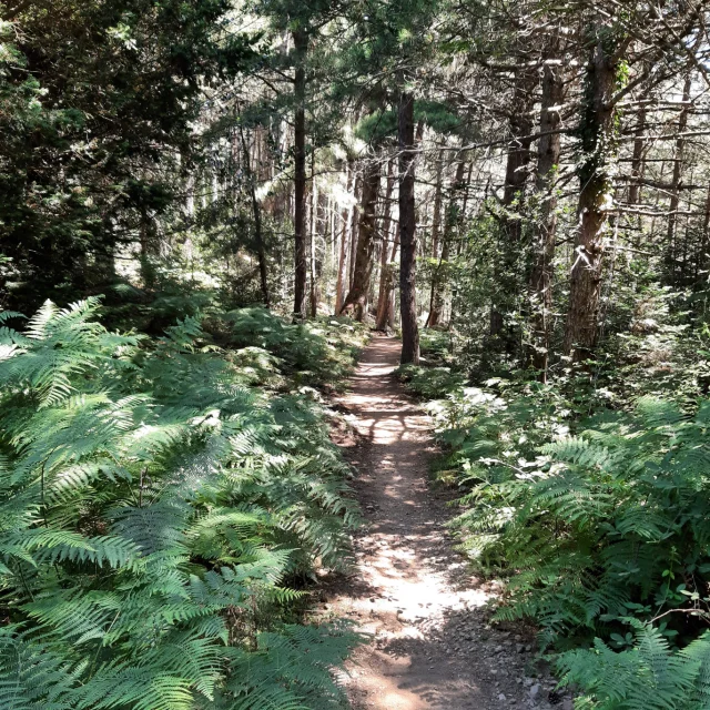 Sentier En Sous Bois