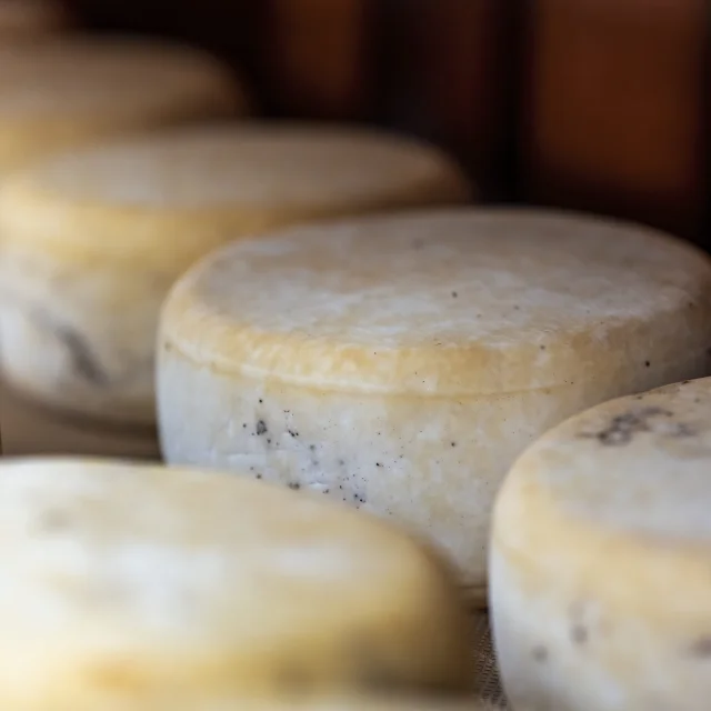 Tomme sartenaise à l'affinage