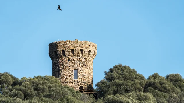 Tour génoise de Micalona