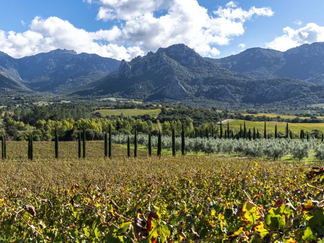 Les vignes du domaine Castellu di Baricci dans la vallée de l'Ortolo