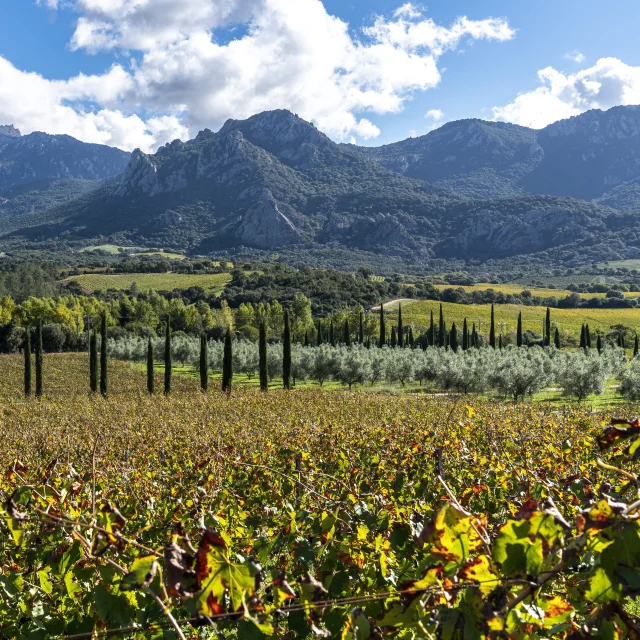 Les vignes du domaine Castellu di Baricci dans la vallée de l'Ortolo