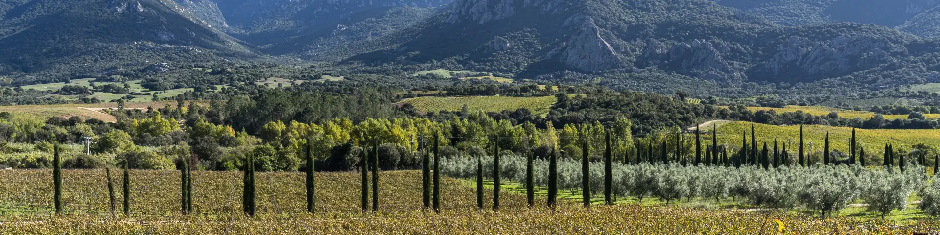 Les vignes du domaine Castellu di Baricci dans la vallée de l'Ortolo
