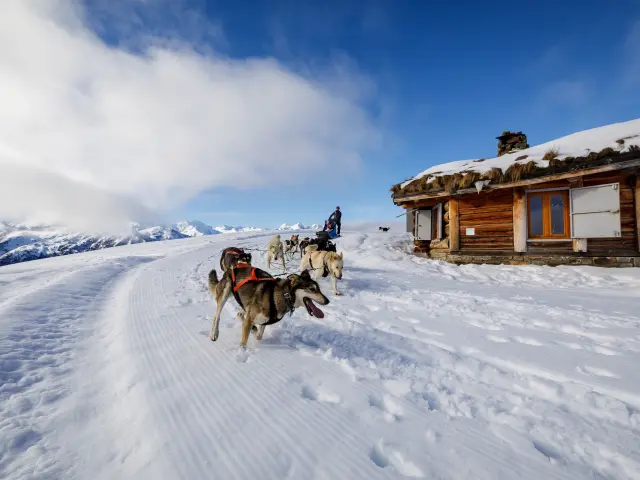 Un traîneau tiré par des chiens dans un paysage enneigé