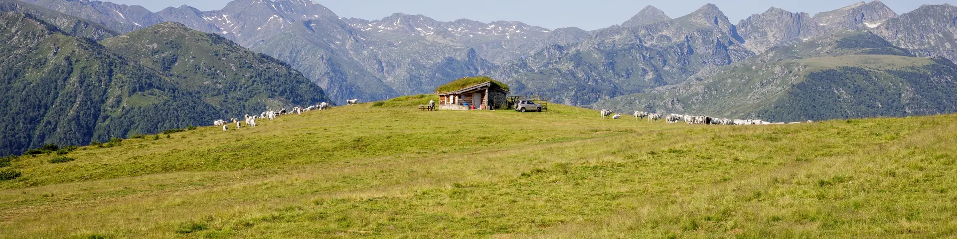 Isolated cabin in a green field with sheep and mountains in the background