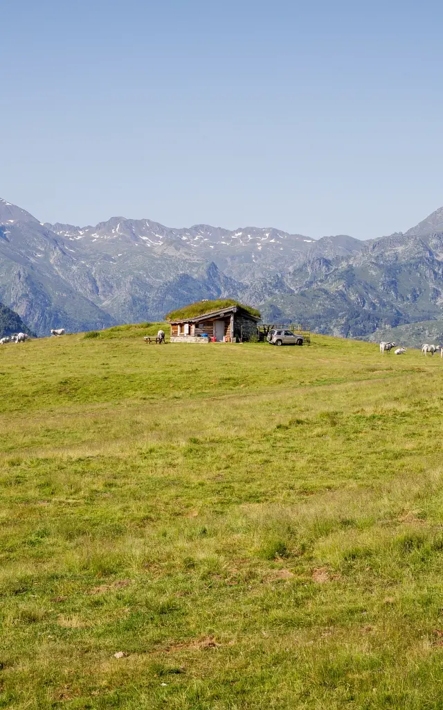 Isolated cabin in a green field with sheep and mountains in the background