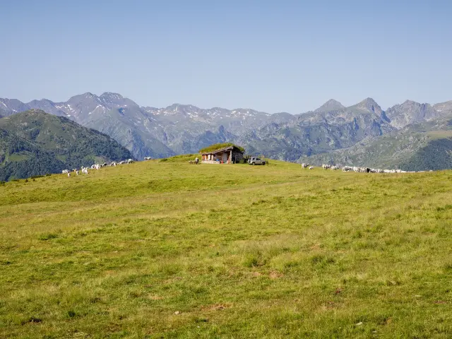 Isolated cabin in a green field with sheep and mountains in the background
