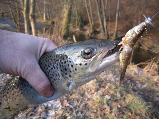Main tenant un poisson avec une mouche artificielle dans la bouche